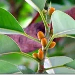ficus elastica per talea