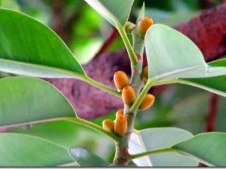 ficus elastica per talea