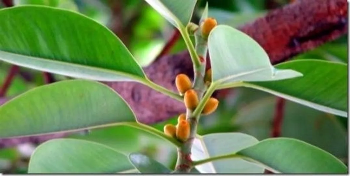 ficus elastica per talea
