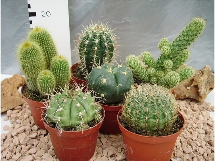 diverse tipologie di piante grasse