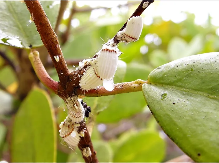 Cocciniglia cotonosa
