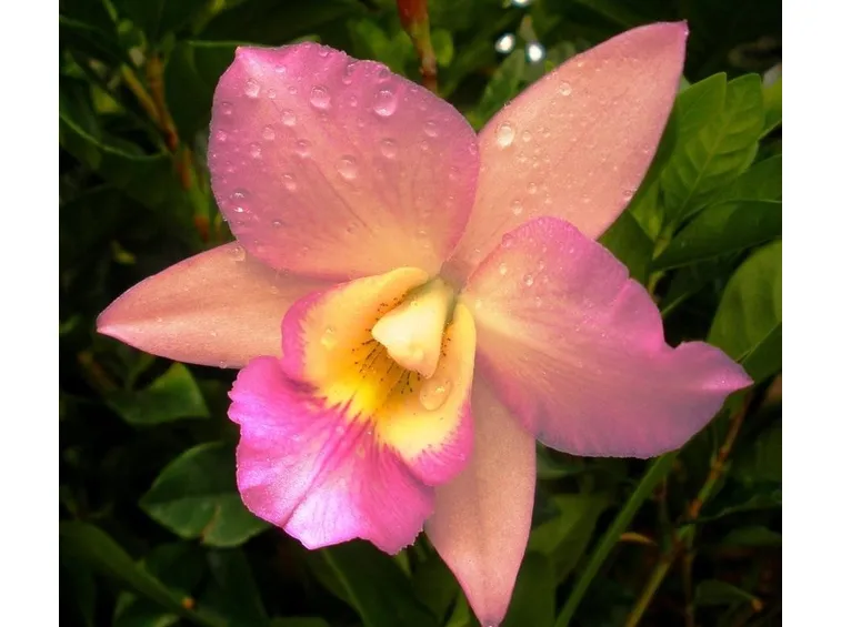 Fiore Cattleya