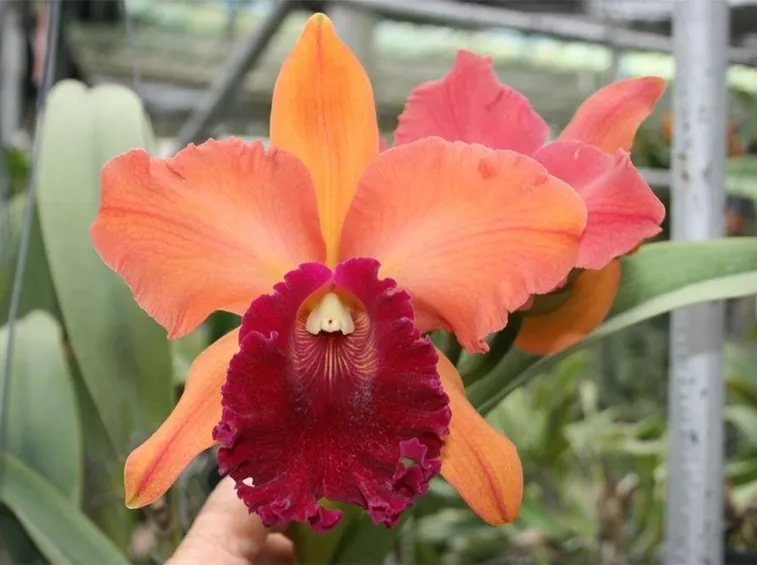 Cattleya