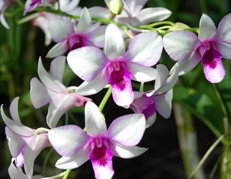 orchidee1