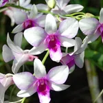 orchidee1