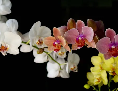 Fotografare le orchidee