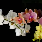 Fotografare le orchidee