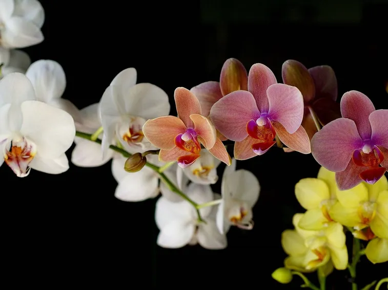 Fotografare le orchidee