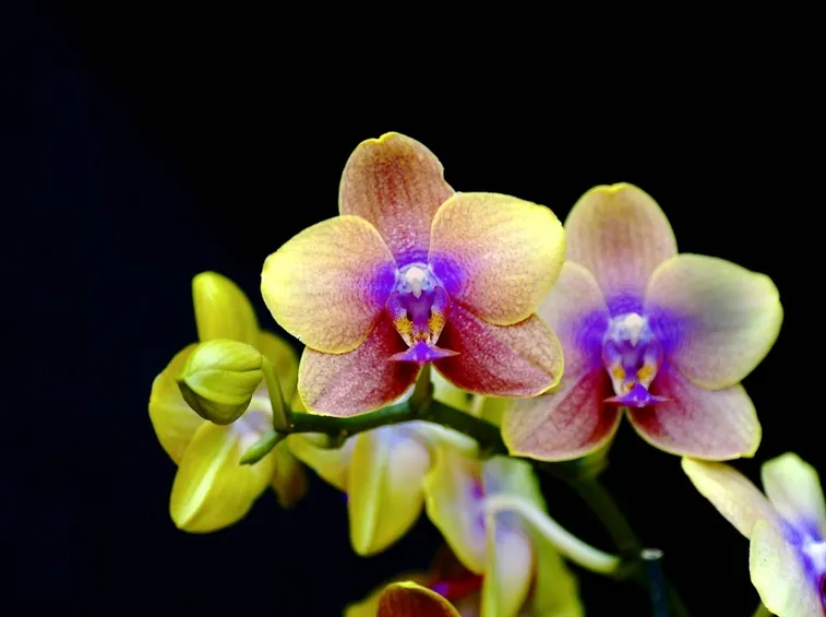 Fotografare le orchidee