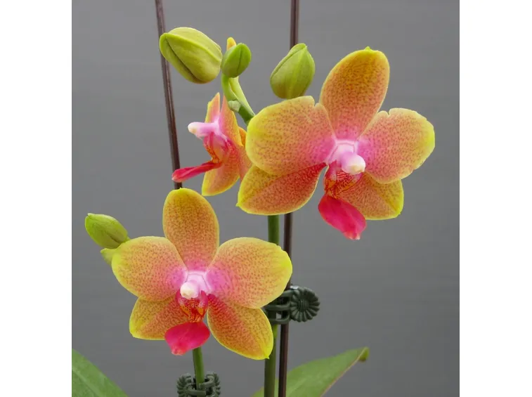 Fotografare le orchidee