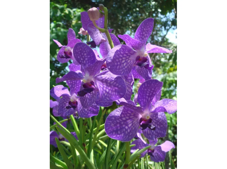 Come fotografare le orchidee