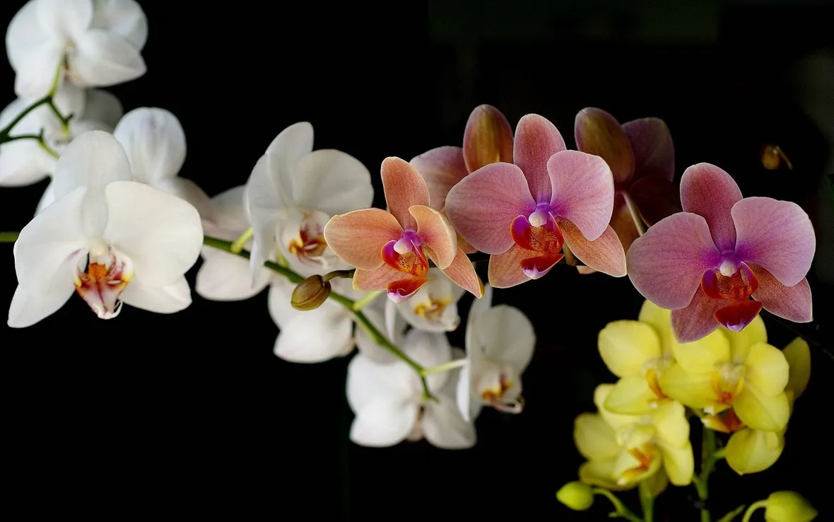 Fotografare le orchidee