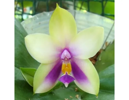 fiore orchidea
