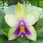 fiore orchidea