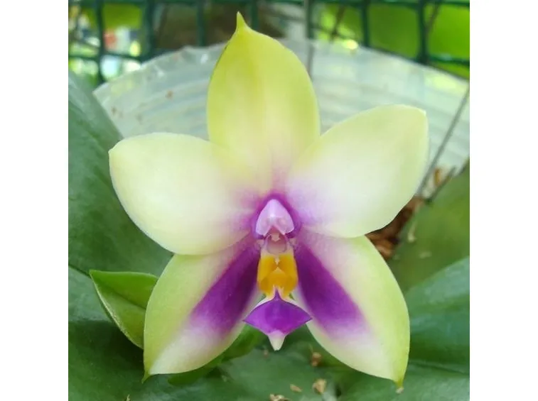 fiore orchidea