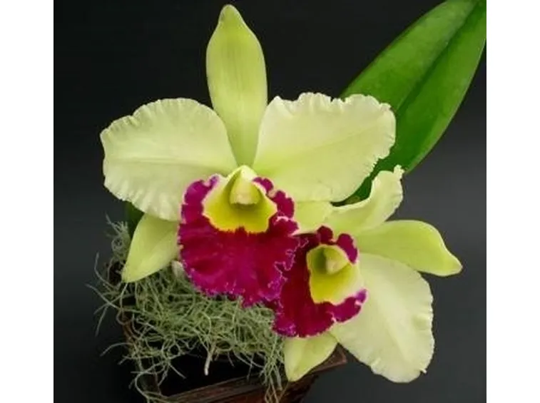 orchidee in vaso