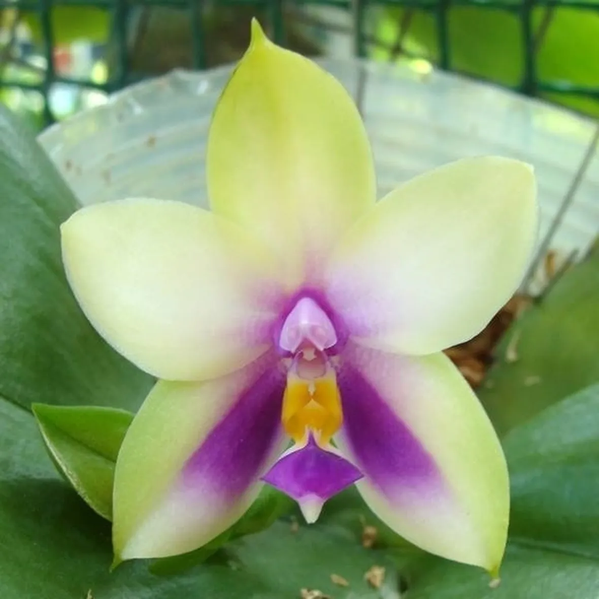fiore orchidea