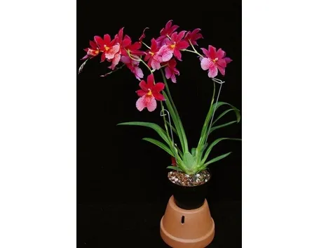 Cura delle orchidee