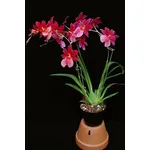 Cura delle orchidee