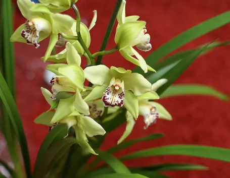 Cymbidium verde-giallo
