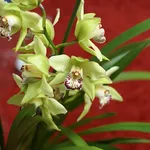 Cymbidium verde-giallo