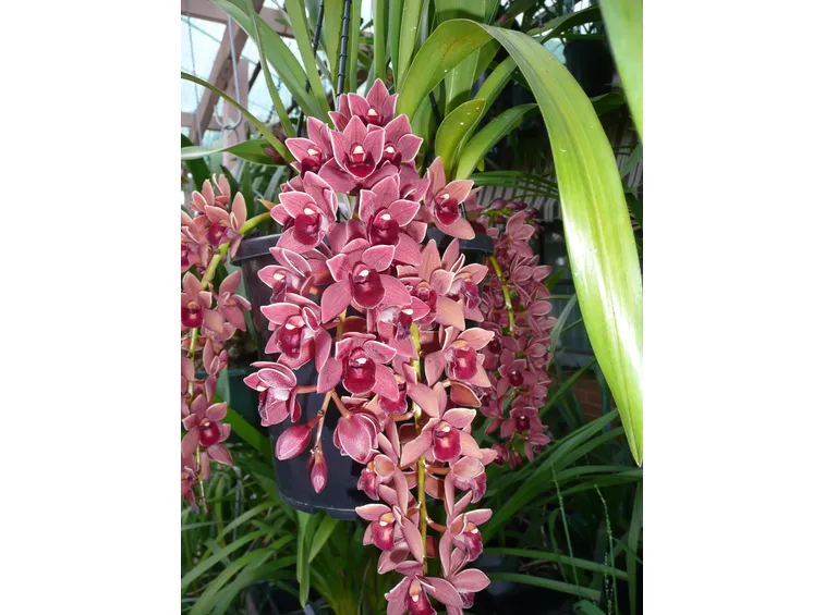 Cymbidium con fiori a 
