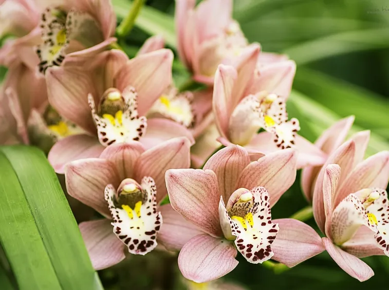 Orchidee Cymbidium rosa