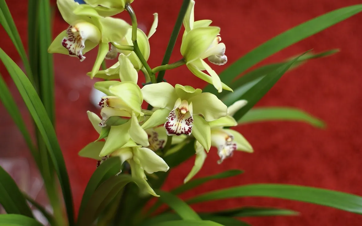 Cymbidium verde-giallo