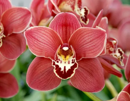 Cymbidium pianta
