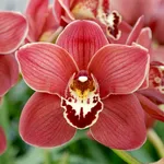 Cymbidium pianta