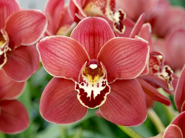 Cymbidium pianta