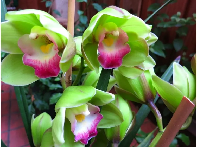 Cymbidium fiore