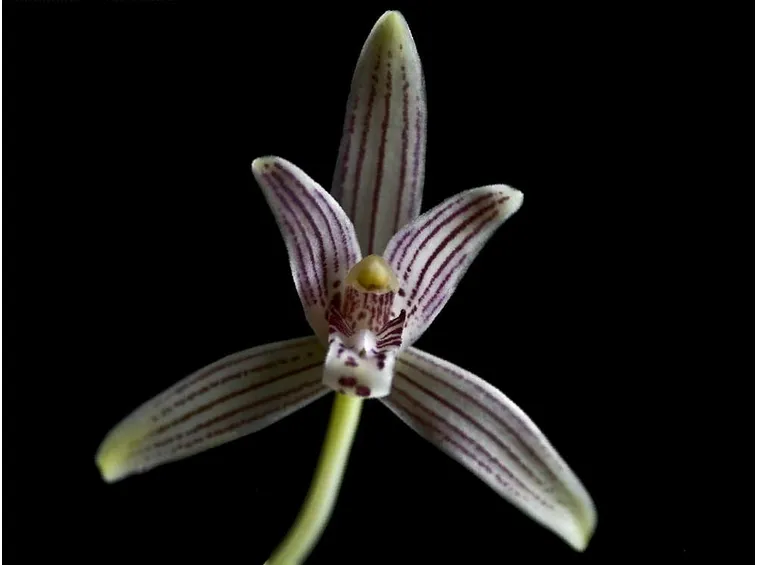 Orchidea cymbidium
