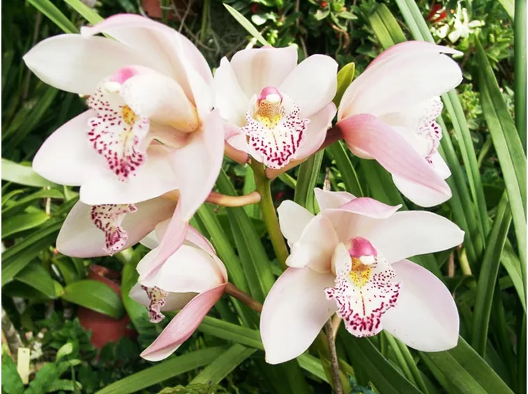Fiore orchidea