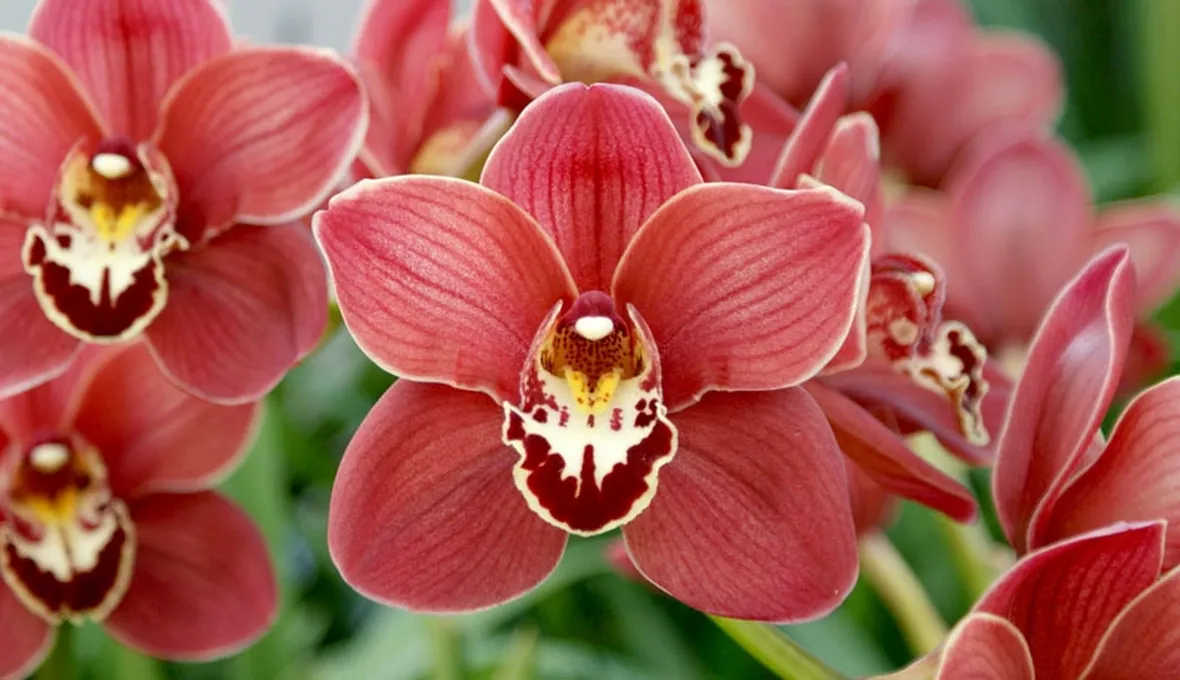 Cymbidium pianta