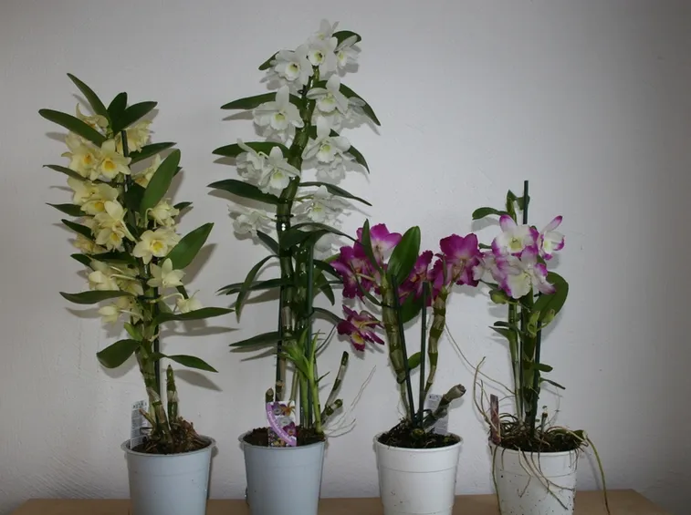 varietà dendrobium