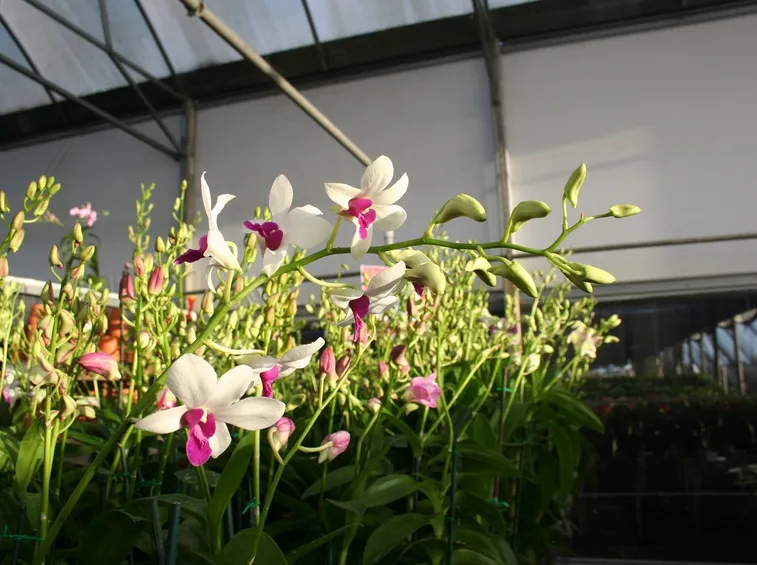 Dendrobium coltivazione