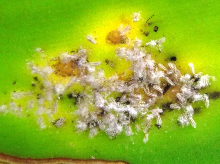 Cocciniglia orchidee