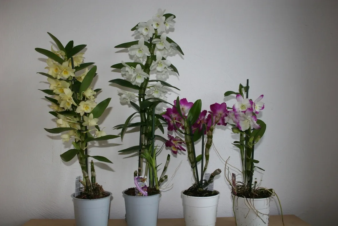 varietà dendrobium