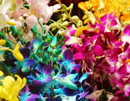 Il fiore dell’orchidea presenta un’incredibile varietà di forme e colori