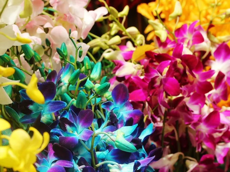Il fiore dell’orchidea presenta un’incredibile varietà di forme e colori
