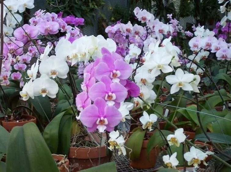 Bellissima fioritura di orchidee Phalaenopsis