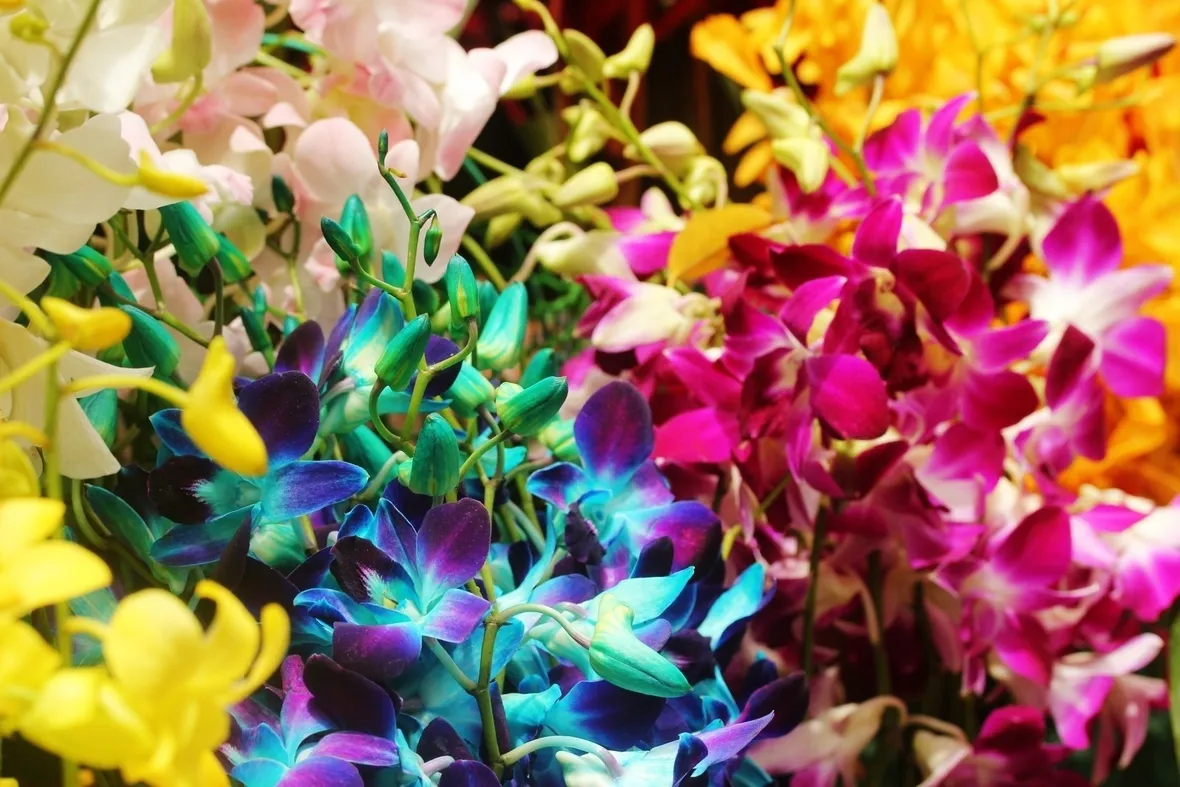 Il fiore dell’orchidea presenta un’incredibile varietà di forme e colori