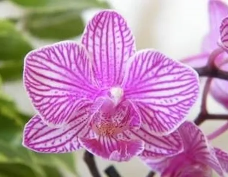 fioreorchidea1_zps51526abc