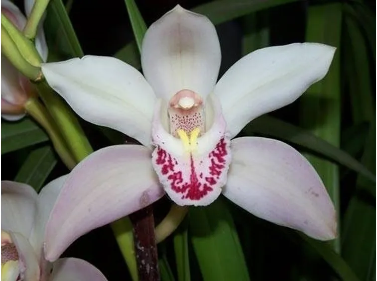 fioreorchidea2_zpsb2c551a2