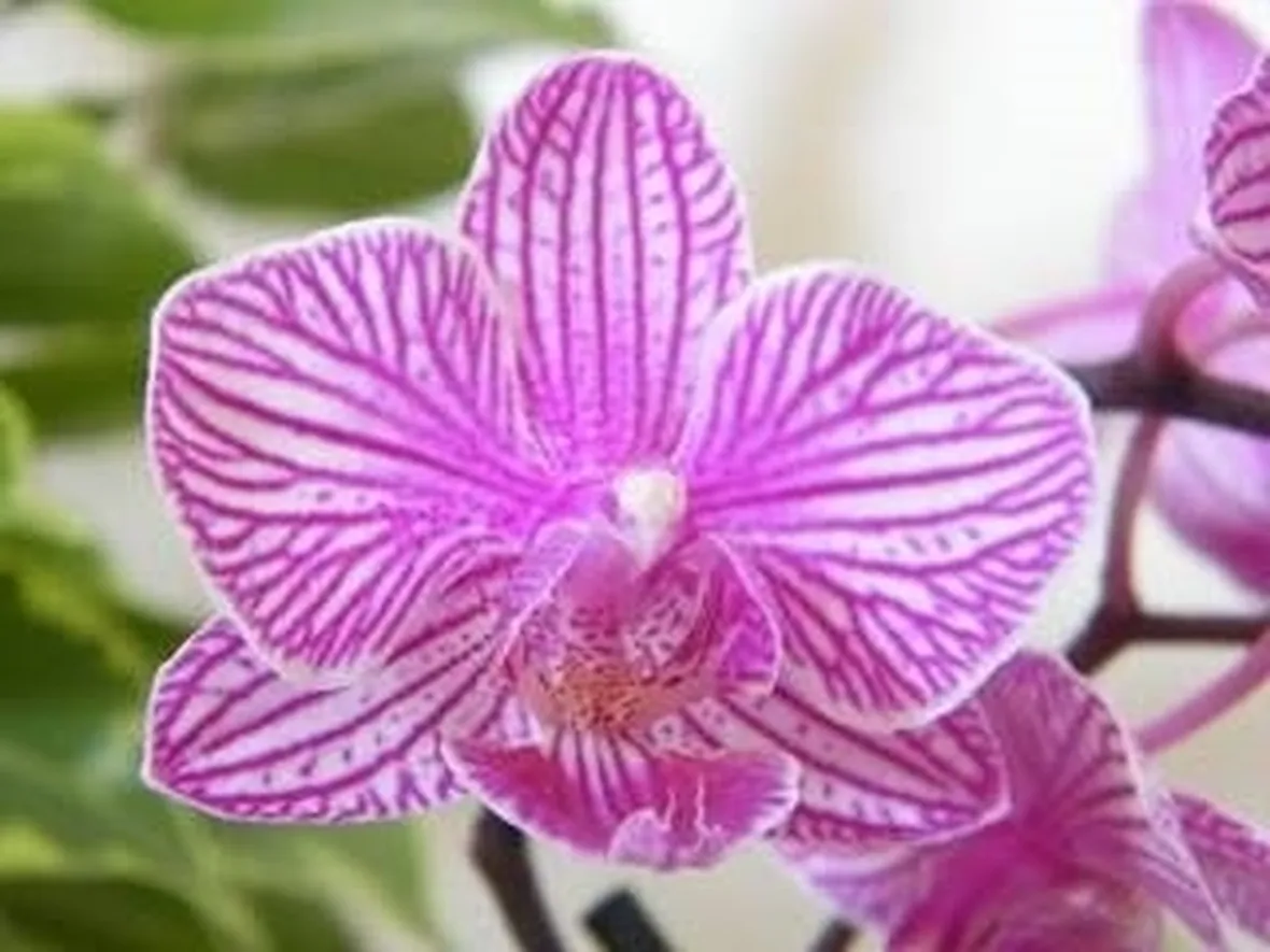fioreorchidea1_zps51526abc