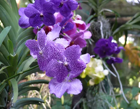 Fiori orchidea Vanda