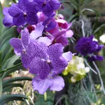 Fiori orchidea Vanda