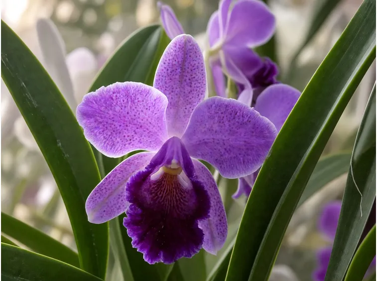 Fiori orchidea Vanda