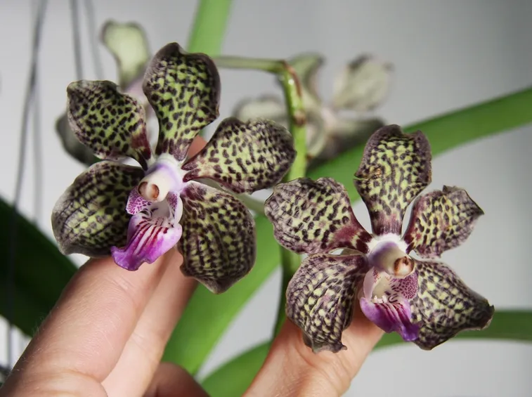 Orchidea pianta